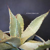 Agave Havardiana, sun loving succulent plants for sale by TOMsFLOWer CLUB; hardy succulents, winterharte Sukkulenten. winterharte Agaven, hardy agaves
