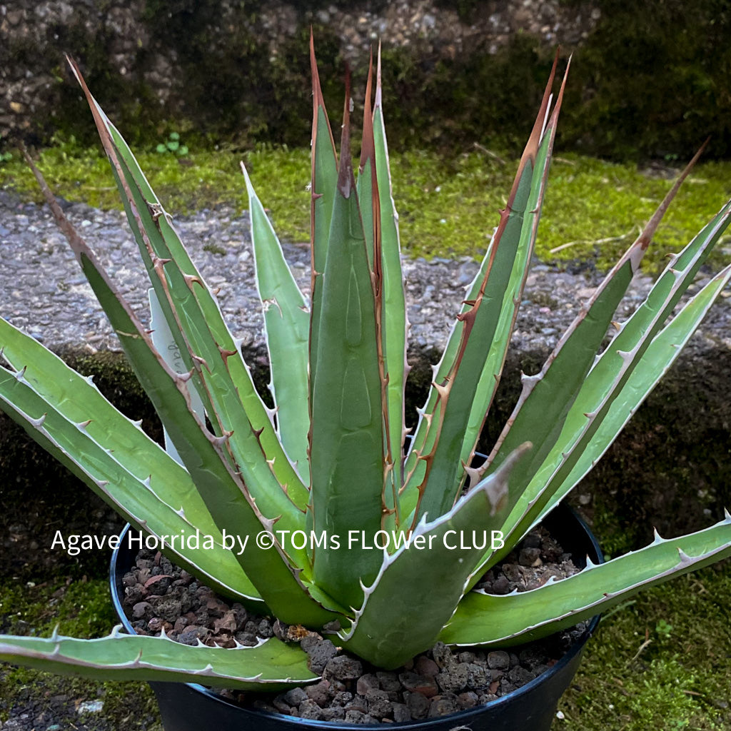 Agave horrida California seeding 実生 アガベ・ホリダ実生記録①(Agave Horrida seeding) - BAXのきままに