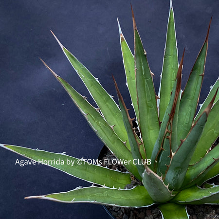 Agave Horrida, sun loving succulent plants fro sale by TOMs FLOWer CLUB