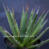 Agave Horrida, sun loving succulent plants fro sale by TOMs FLOWer CLUB