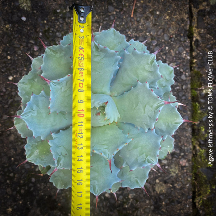 Agave Isthmensis / Butterfly Agave, sun loving and hardy succulent plant for sale at TOMs FLOWer CLUB 