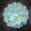 Agave Isthmensis / Butterfly Agave, sun loving and hardy succulent plant for sale at TOMs FLOWer CLUB 