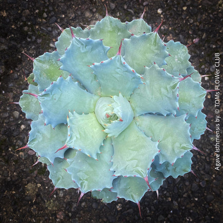 Agave Isthmensis / Butterfly Agave, sun loving and hardy succulent plant for sale at TOMs FLOWer CLUB 