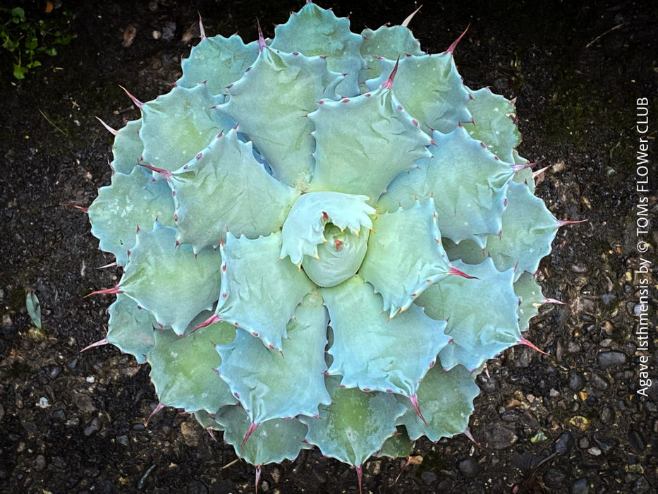 Agave Isthmensis / Butterfly Agave, sun loving and hardy succulent plant for sale at TOMs FLOWer CLUB 