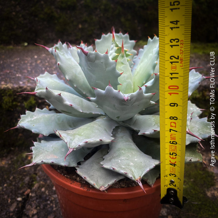 Agave Isthmensis / Butterfly Agave, sun loving and hardy succulent plant for sale at TOMs FLOWer CLUB 