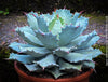 Agave Isthmensis / Butterfly Agave, sun loving and hardy succulent plant for sale at TOMs FLOWer CLUB 