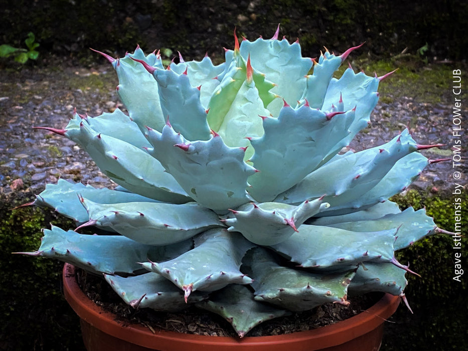 Agave Isthmensis / Butterfly Agave, sun loving and hardy succulent plant for sale at TOMs FLOWer CLUB 