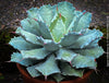 Agave Isthmensis / Butterfly Agave, sun loving and hardy succulent plant for sale at TOMs FLOWer CLUB 