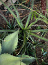 Agave Lechuguilla sun loving and hardy succulent plant for sale at TOMs FLOWer CLUB