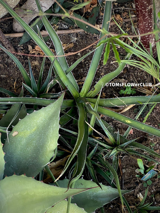 Agave Lechuguilla sun loving and hardy succulent plant for sale at TOMs FLOWer CLUB