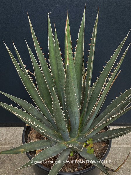 Agave Lechuguilla sun loving and hardy succulent plant for sale at TOMs FLOWer CLUB