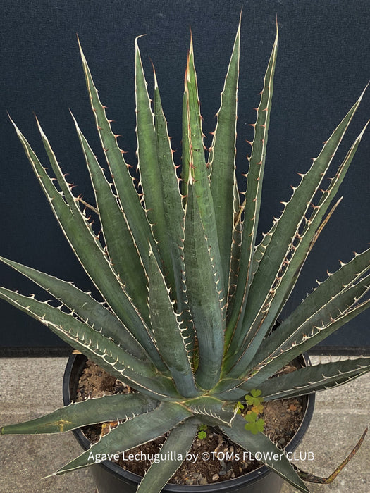 Agave Lechuguilla sun loving and hardy succulent plant for sale at TOMsFLOWer CLUB
