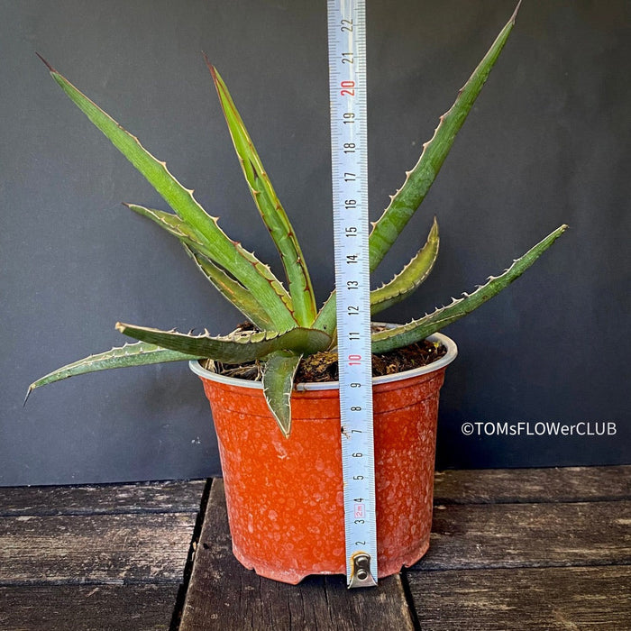 Agave Lechuguilla sun loving and hardy succulent plant for sale at TOMs FLOWer CLUB