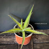 Agave Lechuguilla sun loving and hardy succulent plant for sale at TOMs FLOWer CLUB