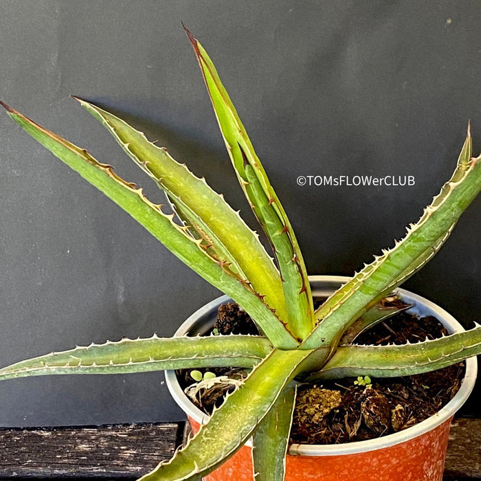 Agave Lechuguilla sun loving and hardy succulent plant for sale at TOMs FLOWer CLUB