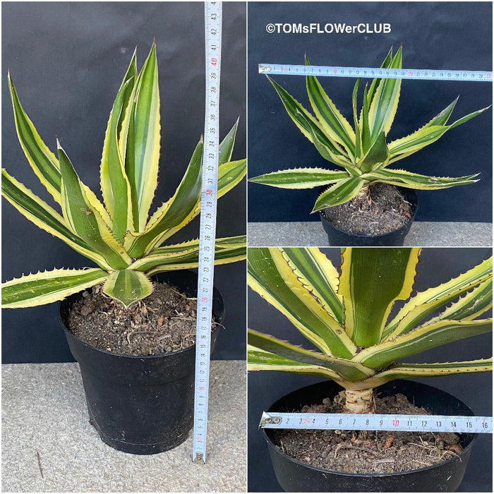 Agave Lophantha Variegata Quadricolor sun loving and hardy succulent plant for sale at TOMs FLOWer CLUB