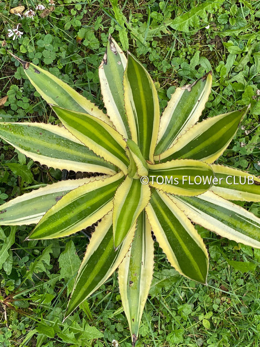 Agave Lophantha Variegata Quadricolor sun loving and hardy succulent plant for sale at TOMs FLOWer CLUB