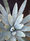 Agave macroacantha, Large Spiny Agave at TOMs FLOWer CLUB. Native to Mexico, featuring striking blue-grey foliage with dark spines.