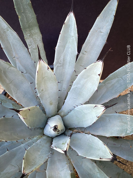 Agave macroacantha, Large Spiny Agave at TOMs FLOWer CLUB. Native to Mexico, featuring striking blue-grey foliage with dark spines.