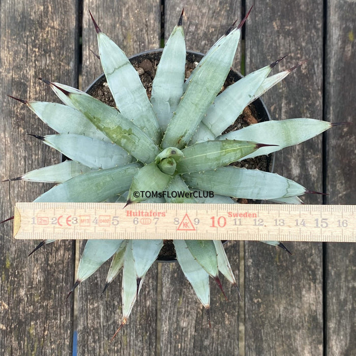 Agave macroacantha, also known as Black Spiny Agave, now at TOMs FLOWer CLUB. Hardy succulent featuring blue-grey leaves and bold dark spines.