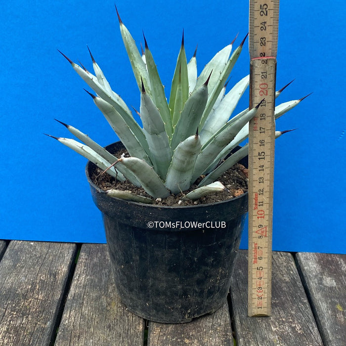 Agave macroacantha, Large Spiny Agave offered at TOMs FLOWer CLUB. Distinctive succulent with blue-grey leaves and striking black spines.