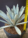 Agave macroacantha, Large Spiny Agave at TOMs FLOWer CLUB. Native to Mexico, featuring striking blue-grey foliage with dark spines.