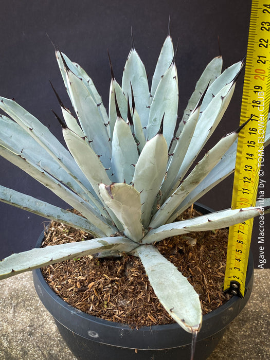 Agave macroacantha, Large Spiny Agave at TOMs FLOWer CLUB. Native to Mexico, featuring striking blue-grey foliage with dark spines.