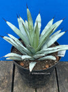 Agave macroacantha, also known as Black Spiny Agave, available at TOMs FLOWer CLUB. Unique succulent with blue-grey leaves and prominent black spines.