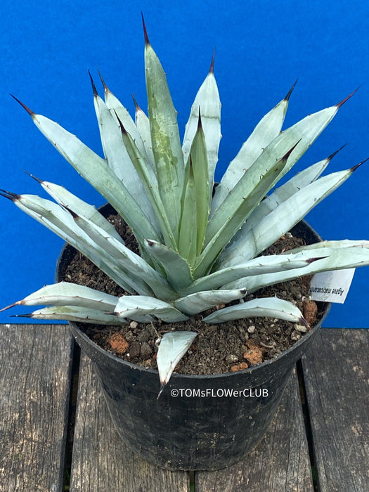 Agave macroacantha, also known as Black Spiny Agave, available at TOMs FLOWer CLUB. Unique succulent with blue-grey leaves and prominent black spines.