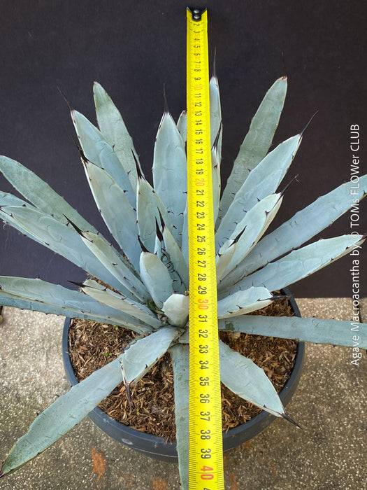 Agave macroacantha, Large Spiny Agave at TOMs FLOWer CLUB. Native to Mexico, featuring striking blue-grey foliage with dark spines.