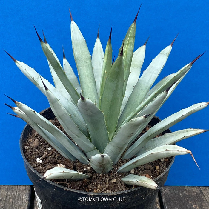 Purchase Agave macroacantha, Black Spiny Agave from TOMs FLOWer CLUB. Mexican native plant with blue-grey leaves and sharp, dark spines.