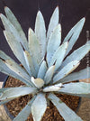 Agave macroacantha, Large Spiny Agave at TOMs FLOWer CLUB. Native to Mexico, featuring striking blue-grey foliage with dark spines.