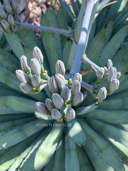 Buy Agave macroacantha, Large Spiny Agave at TOMs FLOWer CLUB. Native to Mexico, featuring striking blue-grey foliage with dark spines.