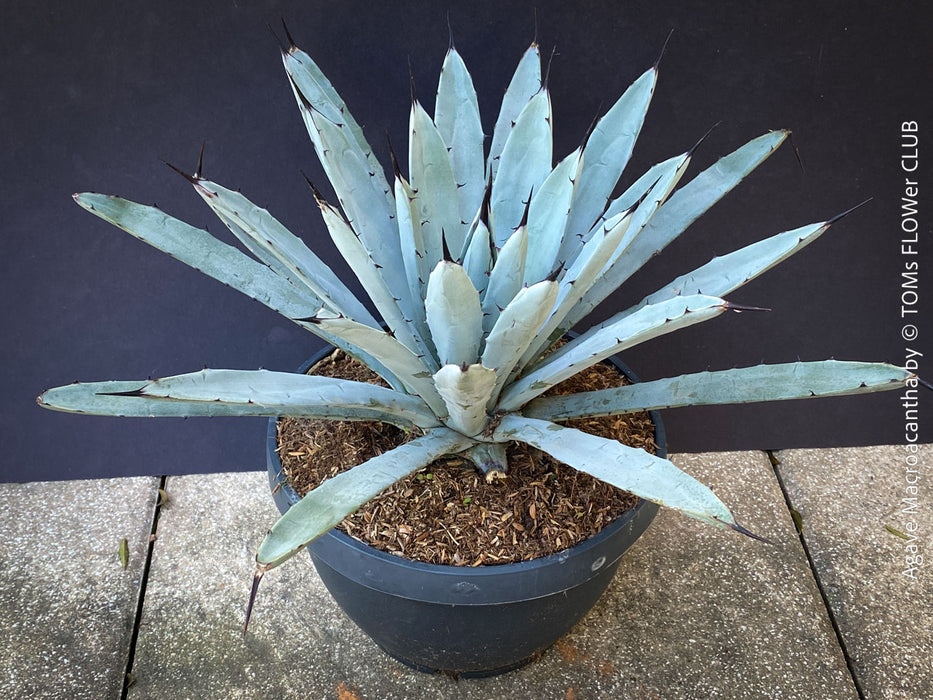 Agave macroacantha, Large Spiny Agave at TOMs FLOWer CLUB. Native to Mexico, featuring striking blue-grey foliage with dark spines.