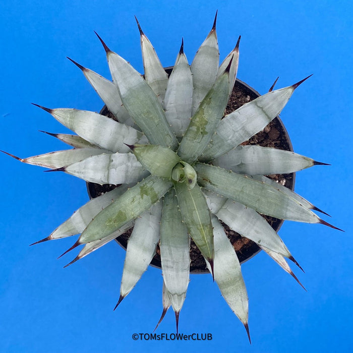 Agave macroacantha, Black Spiny Agave for sale at TOMs FLOWer CLUB. Hardy succulent with blue-grey leaves and sharp black spines.