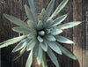 Agave macroacantha, Large Spiny Agave at TOMs FLOWer CLUB. Native to Mexico, featuring striking blue-grey foliage with dark spines.