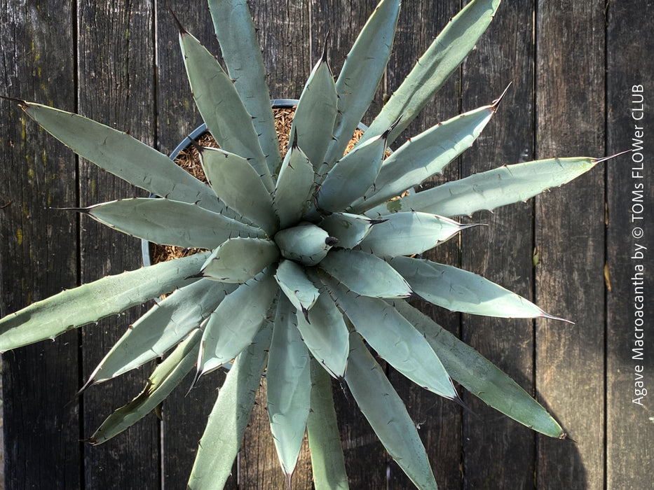 Agave macroacantha, Large Spiny Agave at TOMs FLOWer CLUB. Native to Mexico, featuring striking blue-grey foliage with dark spines.