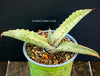 A close-up photograph of an Agave Marmorata, also known as Marmor-Agave, available for sale at TOMs FLOWer CLUB. The succulent plant features large, fleshy leaves with an attractive marbled pattern. The leaves are a vibrant green with white or creamy stripes, spots, or markings, giving them an elegant and exotic appearance. 