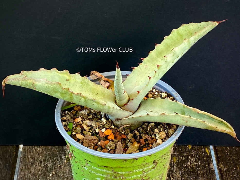 A close-up photograph of an Agave Marmorata, also known as Marmor-Agave, available for sale at TOMs FLOWer CLUB. The succulent plant features large, fleshy leaves with an attractive marbled pattern. The leaves are a vibrant green with white or creamy stripes, spots, or markings, giving them an elegant and exotic appearance. 