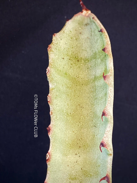 A close-up photograph of an Agave Marmorata, also known as Marmor-Agave, available for sale at TOMs FLOWer CLUB. The succulent plant features large, fleshy leaves with an attractive marbled pattern. The leaves are a vibrant green with white or creamy stripes, spots, or markings, giving them an elegant and exotic appearance.