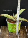 A close-up photograph of an Agave Marmorata, also known as Marmor-Agave, available for sale at TOMs FLOWer CLUB. The succulent plant features large, fleshy leaves with an attractive marbled pattern. The leaves are a vibrant green with white or creamy stripes, spots, or markings, giving them an elegant and exotic appearance.