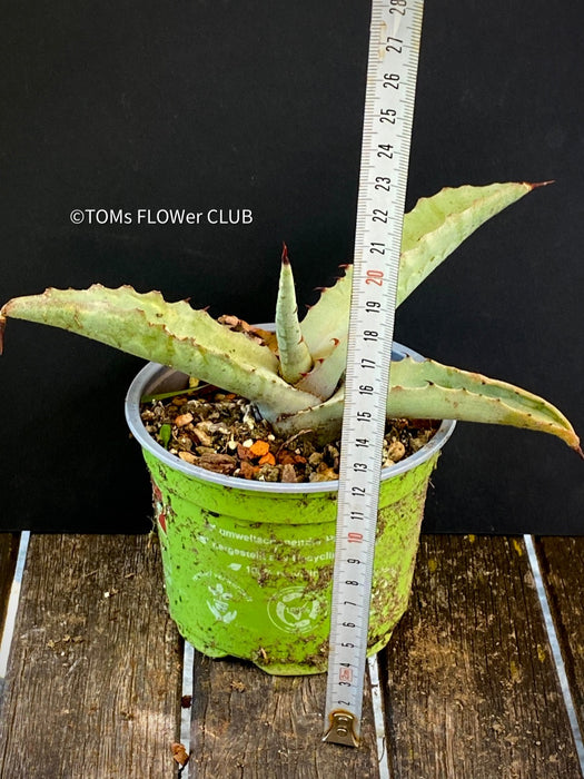 A close-up photograph of an Agave Marmorata, also known as Marmor-Agave, available for sale at TOMs FLOWer CLUB. The succulent plant features large, fleshy leaves with an attractive marbled pattern. The leaves are a vibrant green with white or creamy stripes, spots, or markings, giving them an elegant and exotic appearance.