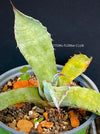 A close-up photograph of an Agave Marmorata, also known as Marmor-Agave, available for sale at TOMs FLOWer CLUB. The succulent plant features large, fleshy leaves with an attractive marbled pattern. The leaves are a vibrant green with white or creamy stripes, spots, or markings, giving them an elegant and exotic appearance.