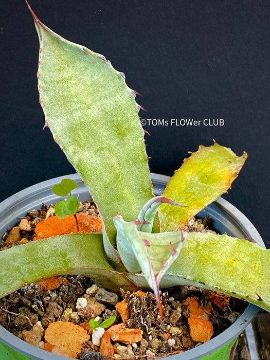 A close-up photograph of an Agave Marmorata, also known as Marmor-Agave, available for sale at TOMs FLOWer CLUB. The succulent plant features large, fleshy leaves with an attractive marbled pattern. The leaves are a vibrant green with white or creamy stripes, spots, or markings, giving them an elegant and exotic appearance.