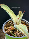 A close-up photograph of an Agave Marmorata, also known as Marmor-Agave, available for sale at TOMs FLOWer CLUB. The succulent plant features large, fleshy leaves with an attractive marbled pattern. The leaves are a vibrant green with white or creamy stripes, spots, or markings, giving them an elegant and exotic appearance.