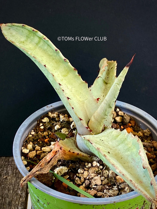 A close-up photograph of an Agave Marmorata, also known as Marmor-Agave, available for sale at TOMs FLOWer CLUB. The succulent plant features large, fleshy leaves with an attractive marbled pattern. The leaves are a vibrant green with white or creamy stripes, spots, or markings, giving them an elegant and exotic appearance.