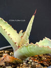 A close-up photograph of an Agave Marmorata, also known as Marmor-Agave, available for sale at TOMs FLOWer CLUB. The succulent plant features large, fleshy leaves with an attractive marbled pattern. The leaves are a vibrant green with white or creamy stripes, spots, or markings, giving them an elegant and exotic appearance.