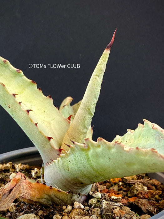 A close-up photograph of an Agave Marmorata, also known as Marmor-Agave, available for sale at TOMs FLOWer CLUB. The succulent plant features large, fleshy leaves with an attractive marbled pattern. The leaves are a vibrant green with white or creamy stripes, spots, or markings, giving them an elegant and exotic appearance.