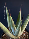 Agave Nigra, sun loving succulent plants fro sale by TOMs FLOWer CLUB