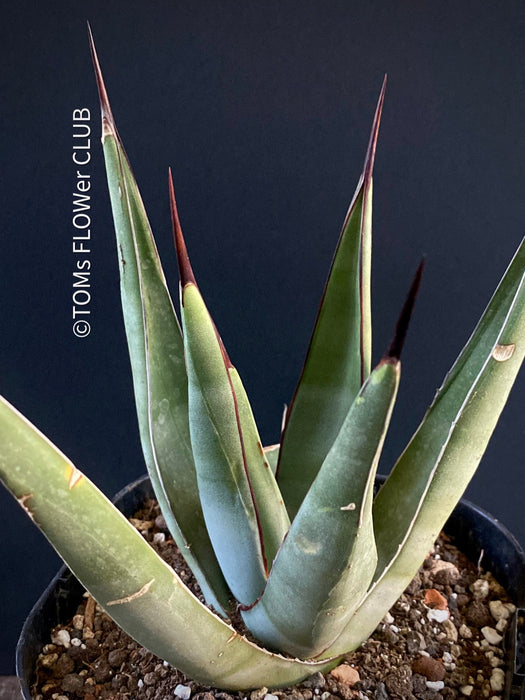 Agave Nigra, sun loving succulent plants fro sale by TOMs FLOWer CLUB